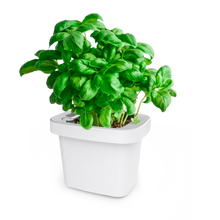 Load image into Gallery viewer, Self watering indoor EMgrow pots | 9 cm